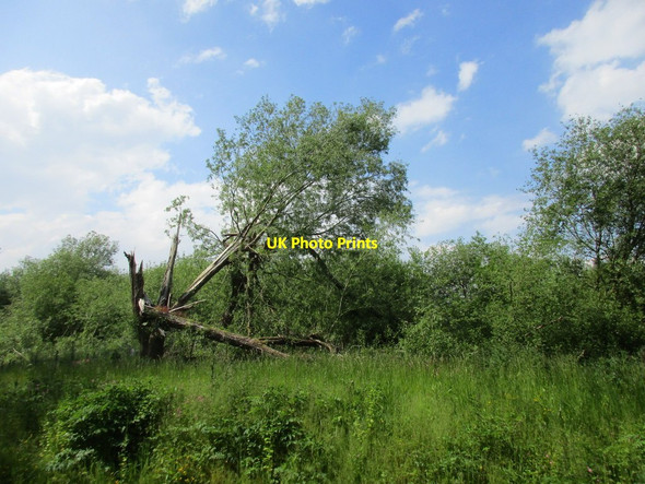 Photo 6"x4" Damaged willow Kilnwick c2015