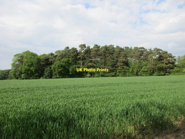 Photo 6"x4" Plantation near Kilnwick Kilnwick c2015