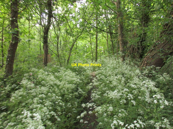 Photo 6"x4" The Minster Way through Cawkeld Sinks Plantation Cawkeld c2015