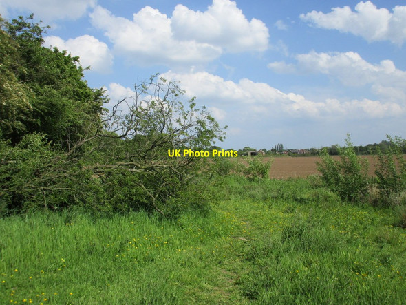 Photo 6"x4" Fallen ash Watton\/TA0150 c2015