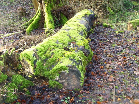 Photo 6"x4" Mossy log by The Bishop's Walk Nigg\/NH8071 c2009