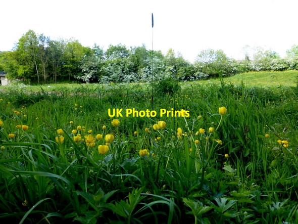 Photo 6"x4" Buttercups, Cranny Omagh c2015