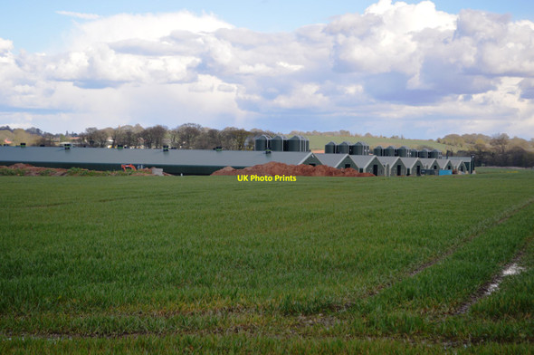 Photo 6"x4" Chicken Farming at Abbey Farms Hatherton\/SJ9510 c2016