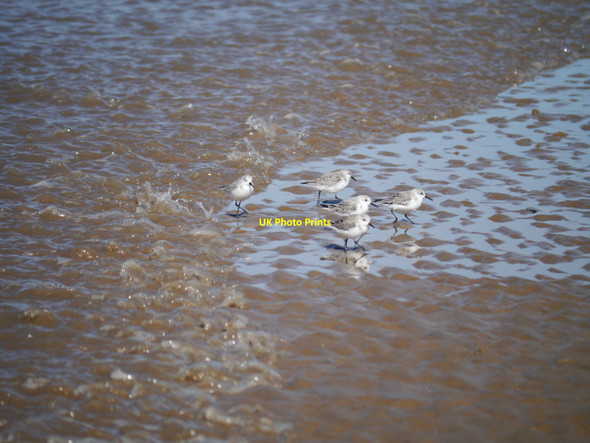 Photo 6"x4" As The Tide Rushes In Seascale c2016