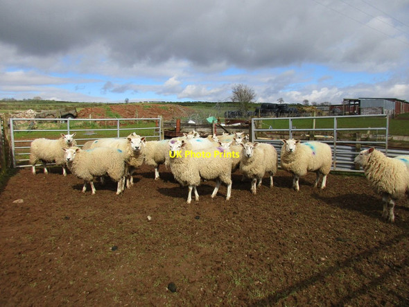 Photo 6"x4" Sheep in a pen near Ecclefechan Ecclefechan c2016