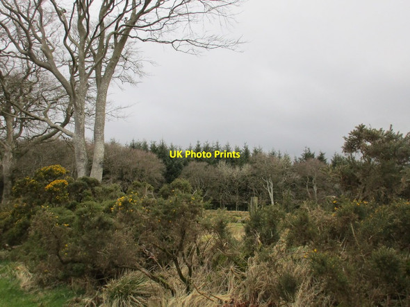 Photo 6"x4" Beech, gorse and pine Middlebie c2016