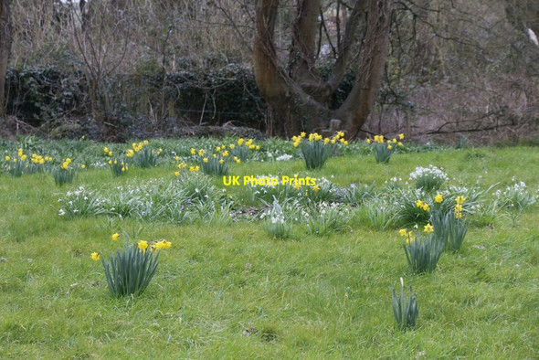 Photo 6"x4" Daffodils & Snowdrops Blewbury c2016