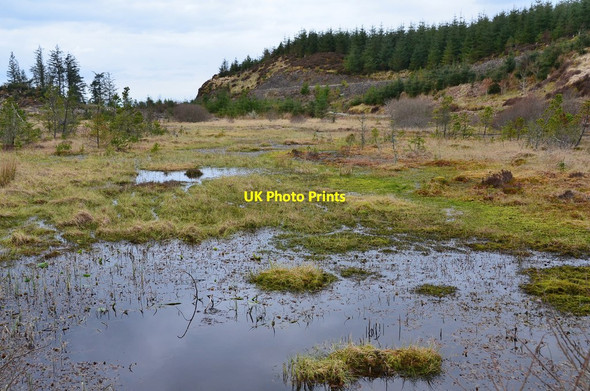 Photo 6"x4" Lochan nan Ron, Benderloch forest Benderloch\/NM9038 c2016