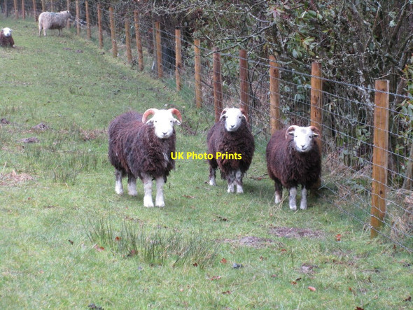 Photo 6"x4" Sheep at Nicholforest Warwicksland c2016