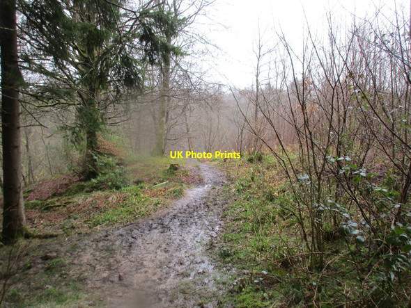 Photo 6"x4" Path above Liddel water Rowanburn c2016