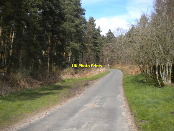 Photo 6"x4" Road through White Slack Plantation Town Head\/NY5825 c2016