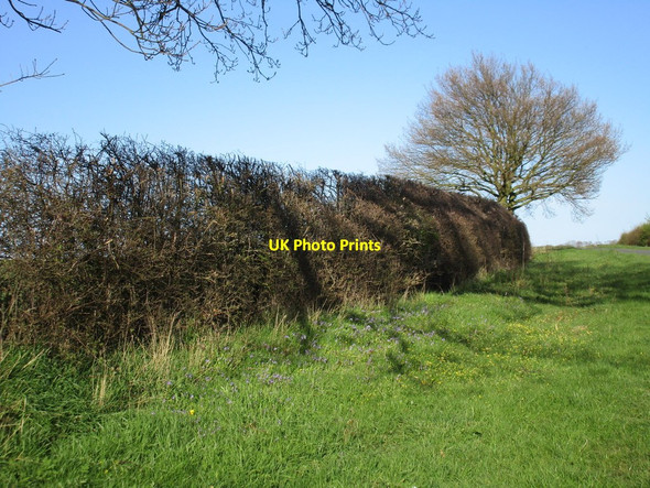 Photo 6"x4" Roadside verge Kilnwick c2016