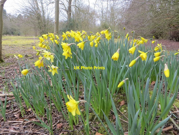 Photo 6"x4" Spring Daffodils Chilton\/SU4885 c2016