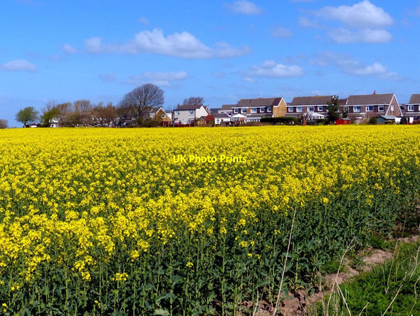 Photo 6"x4" Housing in Haskayne with field of rapeseed Haskayne c2016