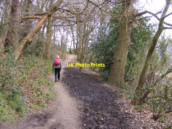 Photo 6"x4" Woodland Path Wordsley c2016