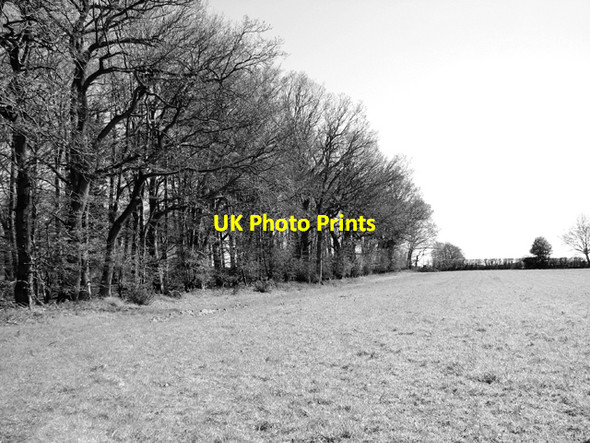 Photo 6"x4" Crop field beside Holmes's Wood Hindolveston c2016