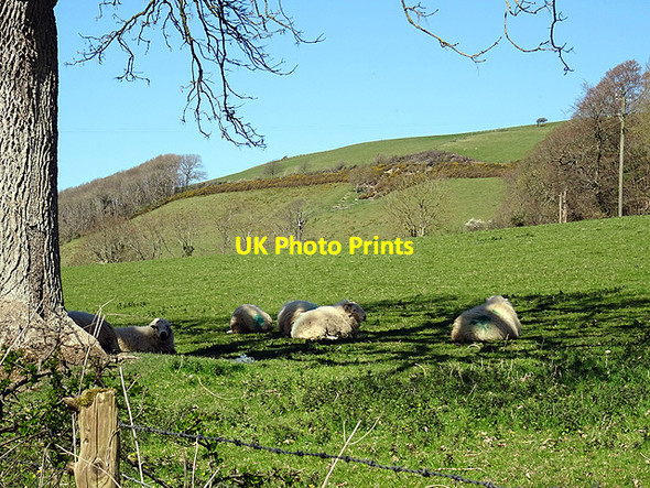Photo 6"x4" Shade from the sun Llanfarian c2016