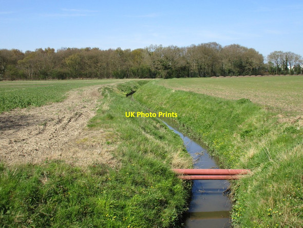 Photo 6"x4" Drain and Lily Wood Holme-on-Spalding-Moor c2016