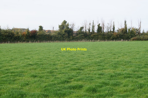 Photo 6"x4" Ivy dominates the field boundary Wonston\/SU4739 c2015
