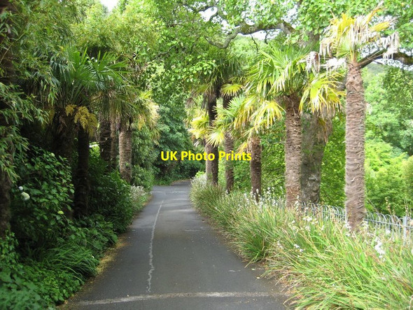 Photo 6"x4" Tree-lined road to Overbecks Salcombe c2011