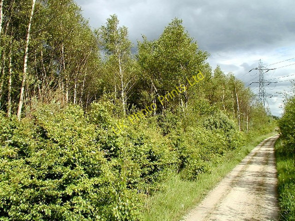 Photo 6"x4" Woodland Alongside A50 Hemington\/SK4528 c2005