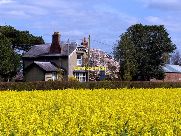 Photo 6"x4" Cottage Farm and rapeseed (Brassica napus) Little Crosby c2016