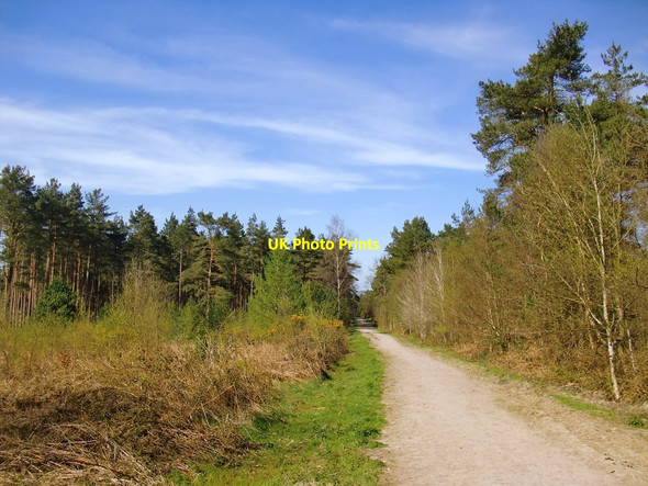 Photo 6"x4" Forestry track through the Hurtwood Peaslake c2016