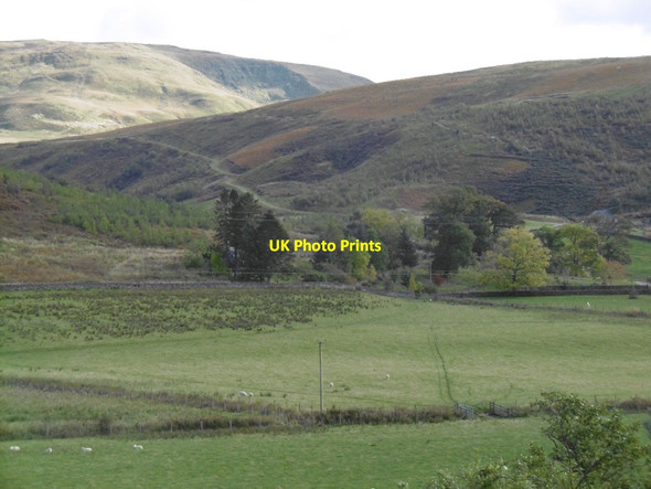 Photo 6"x4" Young woodland, Mosspeeble Arkleton c2015