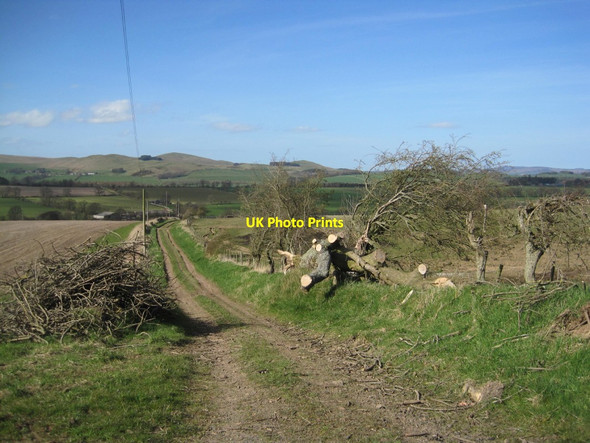 Photo 6"x4" Track to Yetlington Lane and Fallen Tree Yetlington c2016
