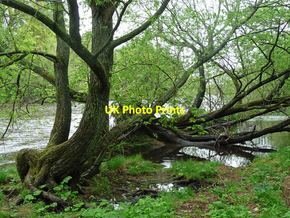 Photo 6"x4" Trees, West Tanfield West Tanfield c2013
