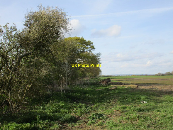 Photo 6"x4" Hedgerow near Arglam Grange Foggathorpe c2016