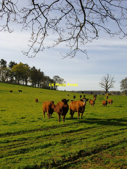 Photo 6"x4" Inquisitive cattle Albury\/TQ0547 c2016