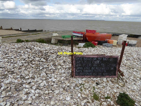 Photo 6"x4" Oyster shells to be put back Whitstable c2016