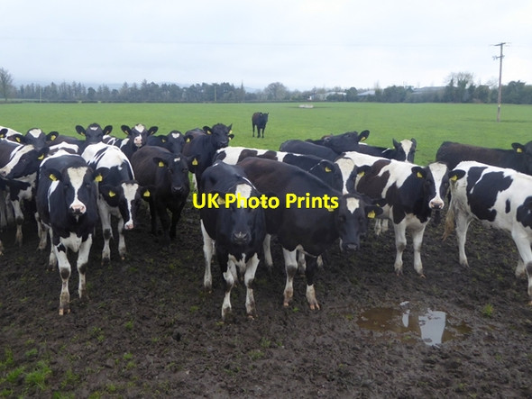 Photo 6"x4" Field of bullocks Rosenallis c2016