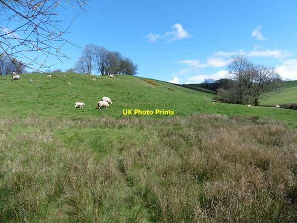 Photo 6"x4" Grazing sheep near Wellhayes Farm Clayhanger\/ST0222 c2016