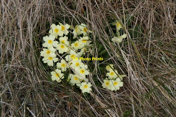 Photo 6"x4" Primroses (Primula vulgaris), Sandsound Omunsgarth c2016
