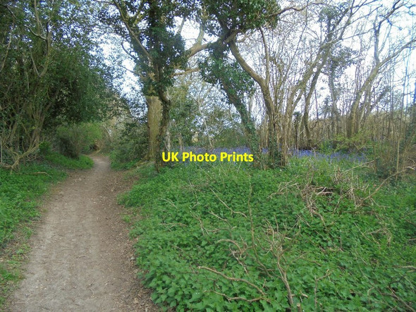 Photo 6"x4" Seasonal colour - Fuzzy Drove Pardown c2016
