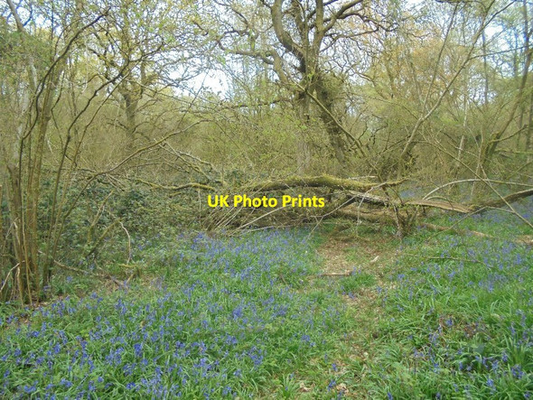 Photo 6"x4" Overgrown trail - Pardown Copse Pardown c2016