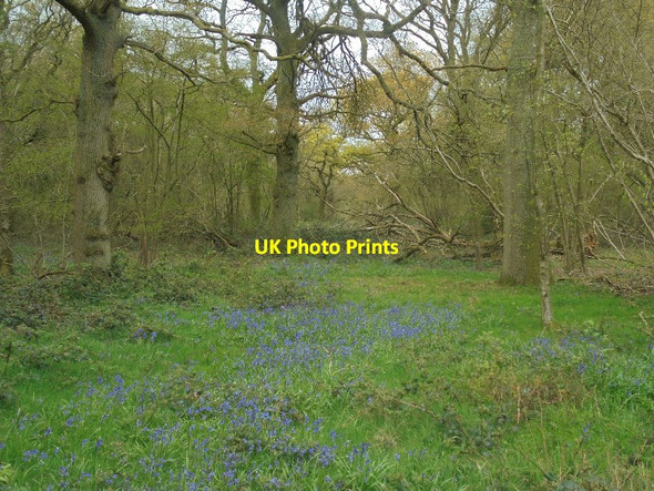 Photo 6"x4" Overgrown track - Pardown Copse Pardown c2016