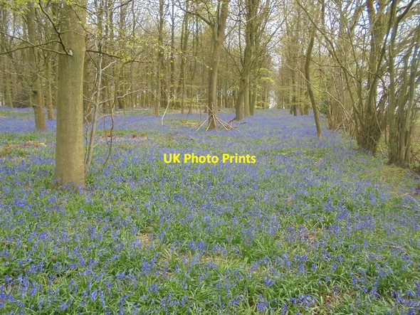 Photo 6"x4" Carpet of bluebells - South Wood Pardown c2016