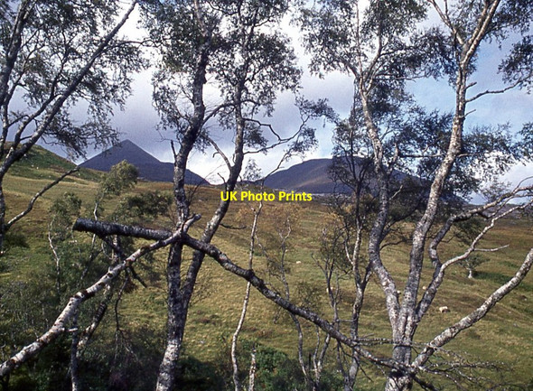 Photo 6"x4" Through silver birch to An Teallach C\u00e0rn a' Bhreabadair c1974