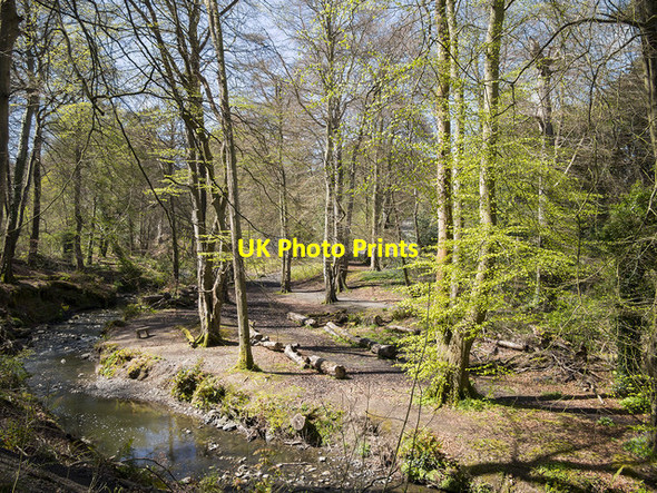 Photo 6"x4" Crawfordsburn Glen Crawfordsburn c2016