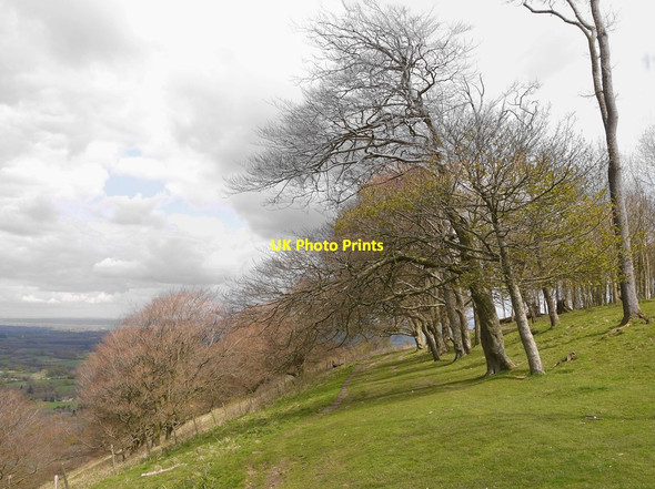 Photo 6"x4" Chanctonbury Ring: the northern flank Washington\/TQ1212 c2016
