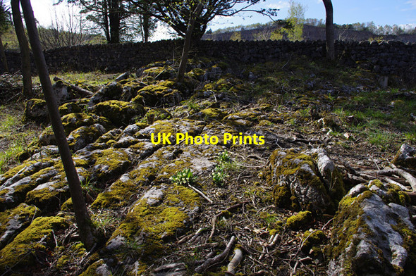 Photo 6"x4" Limestone pavement, Waterslack Wood Elmslack c2016