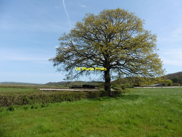 Photo 6"x4" Isolated tree near Underhill Farm Swell c2016