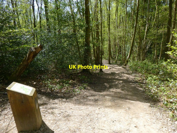 Photo 6"x4" Stepped path in Ashplats Wood East Grinstead c2016