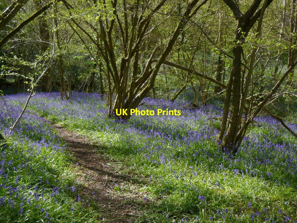 Photo 6"x4" Path through bluebells East Grinstead c2016