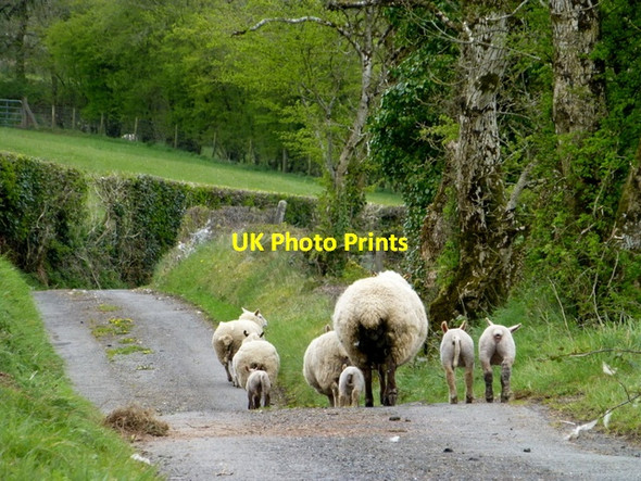 Photo 6"x4" Sheep along Rarogan Road Garvaghy c2016