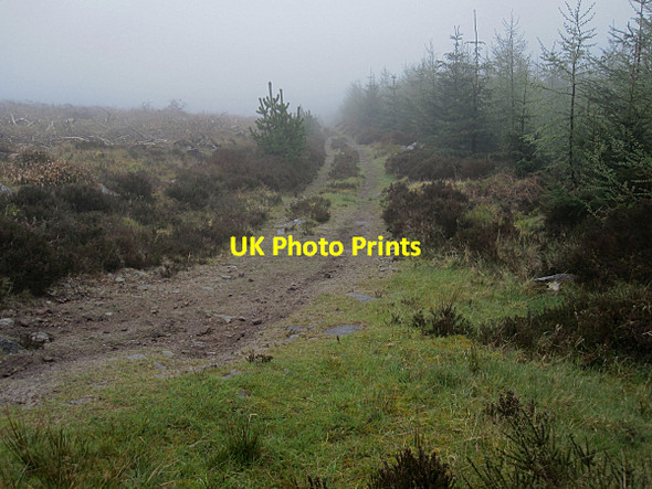 Photo 6"x4" Misty Forest Track Saint Mullin's c2016