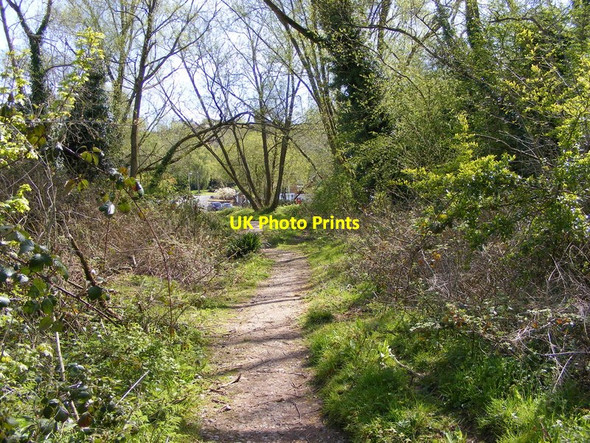 Photo 6"x4" Alder Path Sedgley c2016